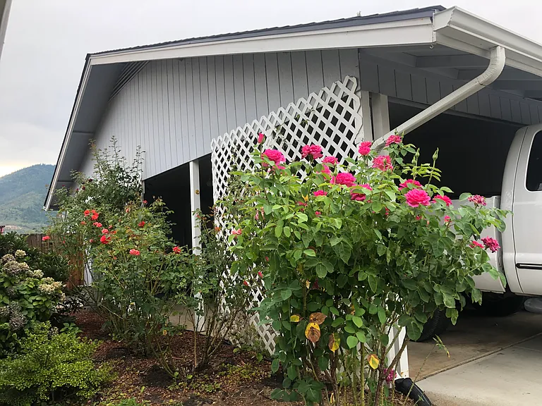 Wall of Roses! Lots of flowers, gardener is included