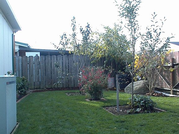back yard fruit trees