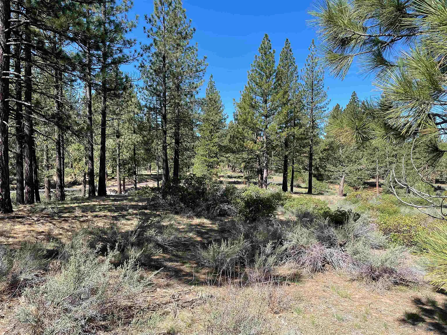 427 Sunburst photo 1