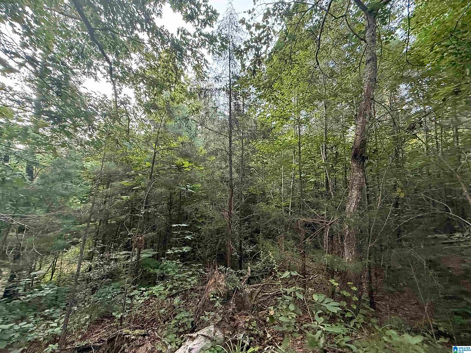 2nd image of 0 County Road 216 #1