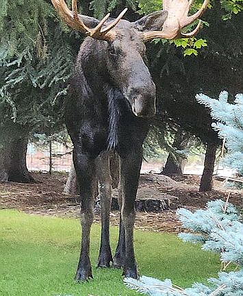 Wildlife in front yard