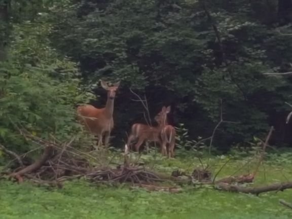 5th image of 1520 Thomas Woods Trl