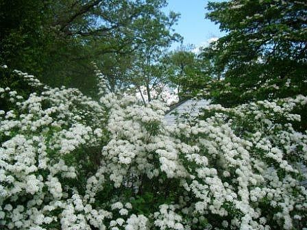 Gardens and mature trees