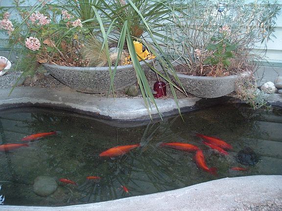 koi pond off MBR