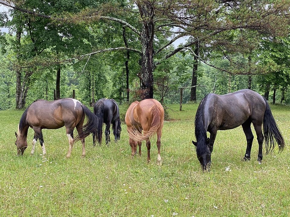 1st image of 925 Bumpas Rd