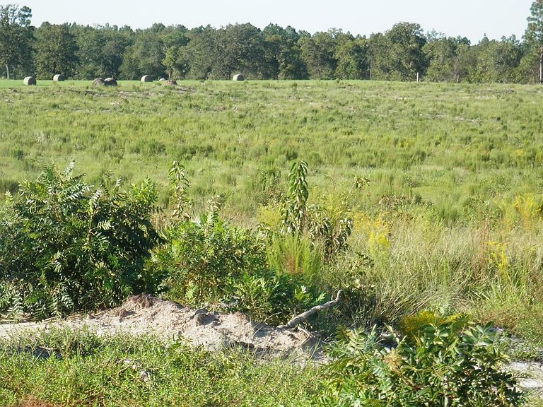 903 Browns Pond Rd Wagener, SC, 29164 Apartments for Rent Zillow