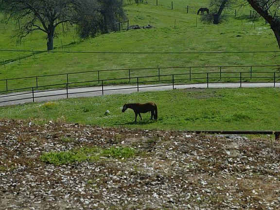 Large Horse Pasture, Welded Pipe Fencing