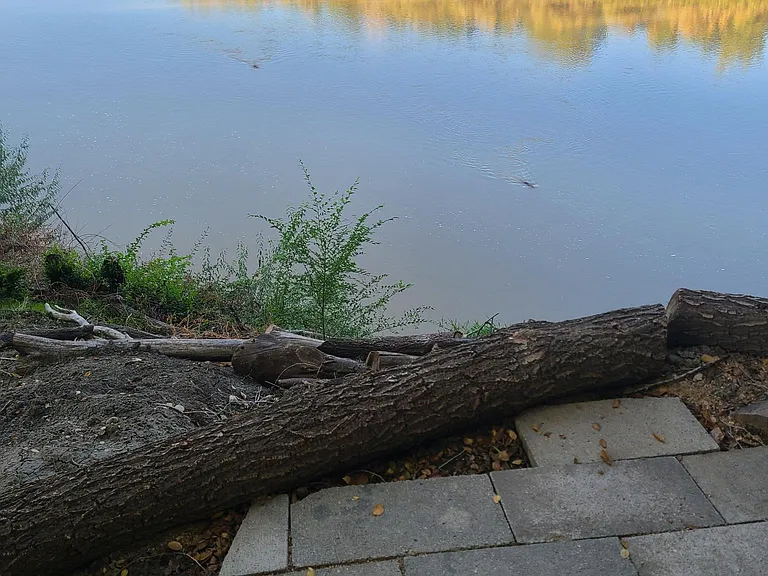 Looking at a Beaver on the River.