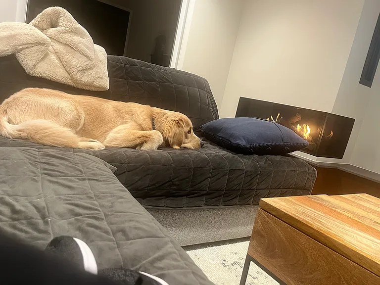 Couch covers available for those who want to bring their furry friend(s)