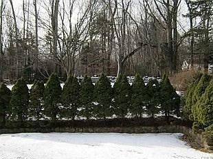 Backyard view from screened in porch
