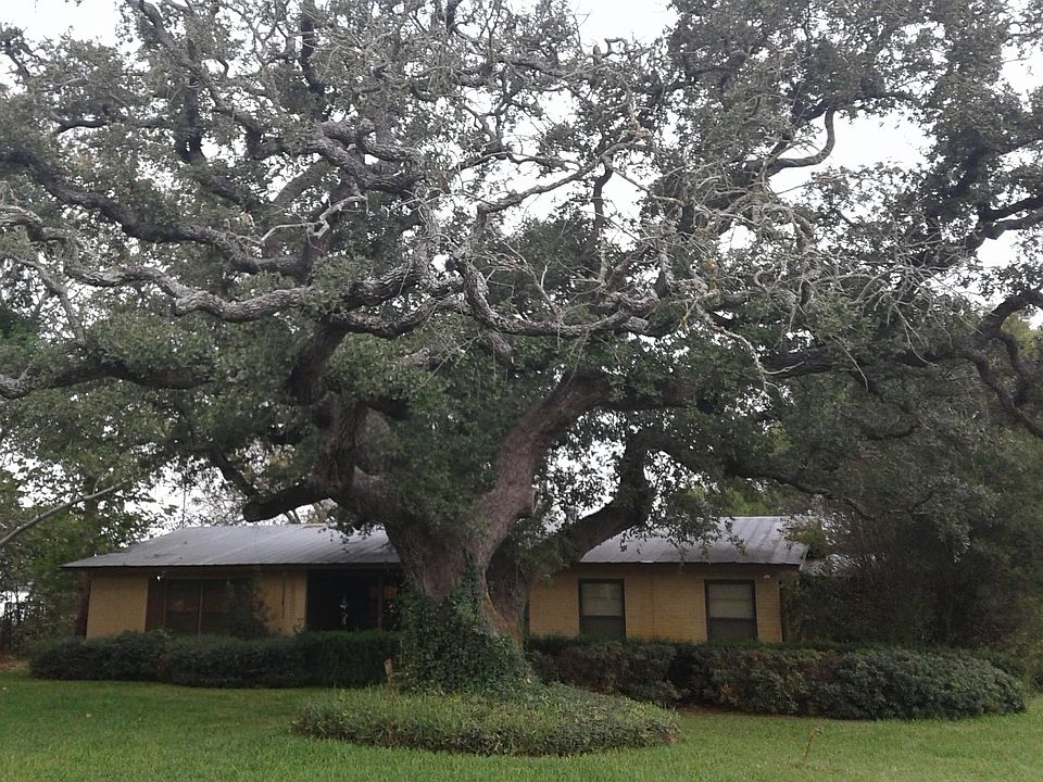 Beautiful oak tree for shade