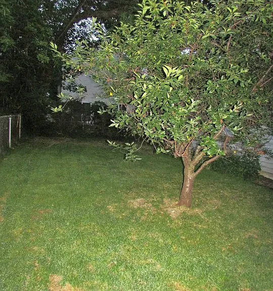 1905 Schlimgen Ave — Photo 11
