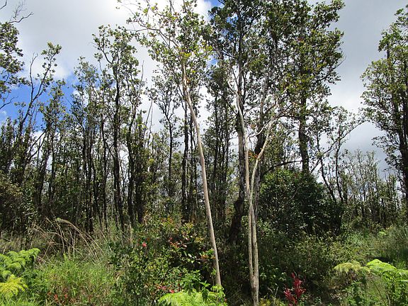 2nd image of Kokokahi Rd Lot 21