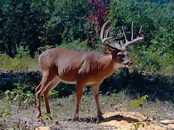 1 Ervin Hill Rd, Beaver, OH 45613