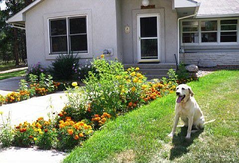 "Goldie" loves her 5 acres to romp around on