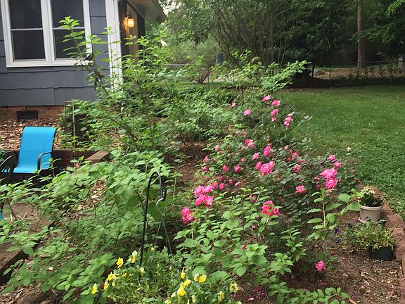 Hydrangeas and roses
