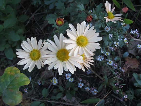 Fall daisies