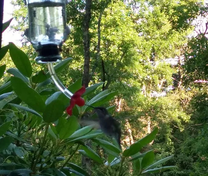 Common view from kitchen window