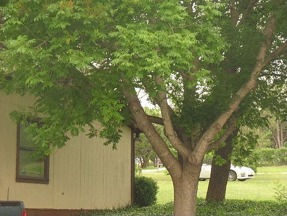 5th image of 247 Sparkman Dr