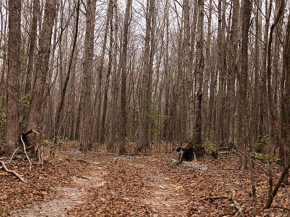 5th image of Polk Rd #615