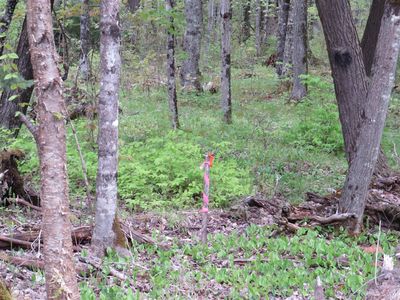 Silver Mountain Rd, Pelkie, MI, 49958