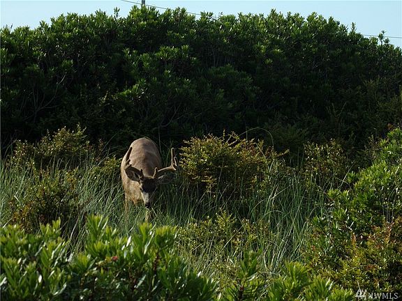 5th image of 1226 Ocean Shores Blvd SW