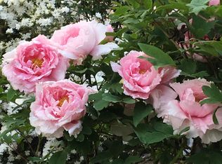 62 Pollard Rd, Mountain Lakes, NJ 07046