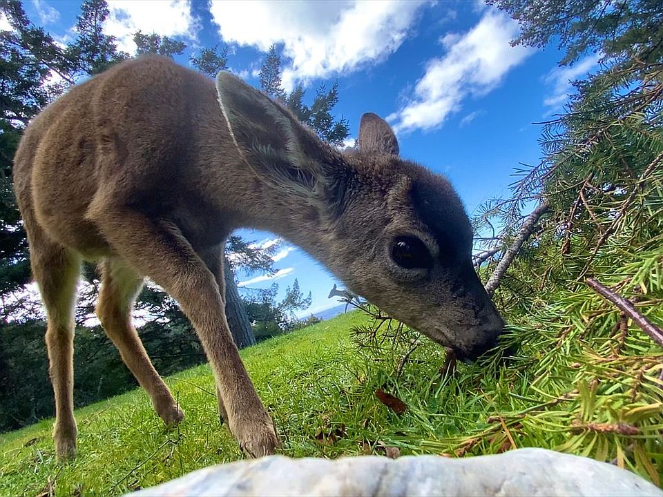 NE slope, west facing