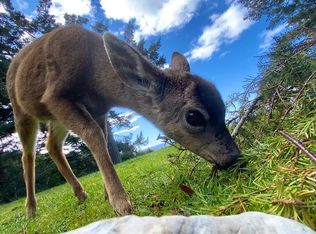 224 Albatross Rd, Whitethorn, CA 95589