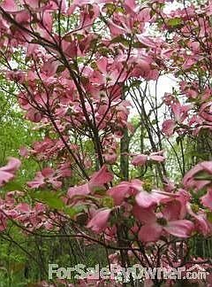 pink dogwood outisde bedroom window