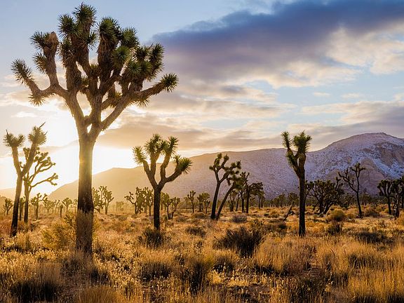 joshua tree np