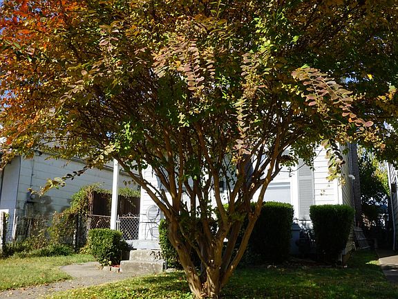 Beautiful tree in front yard