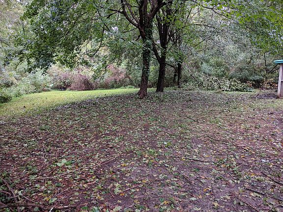 Deer in Corner of Backyard