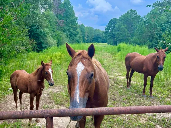 12980 County Road 15, Wedowee, AL 36278