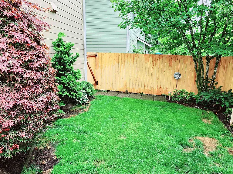 Backyard_7