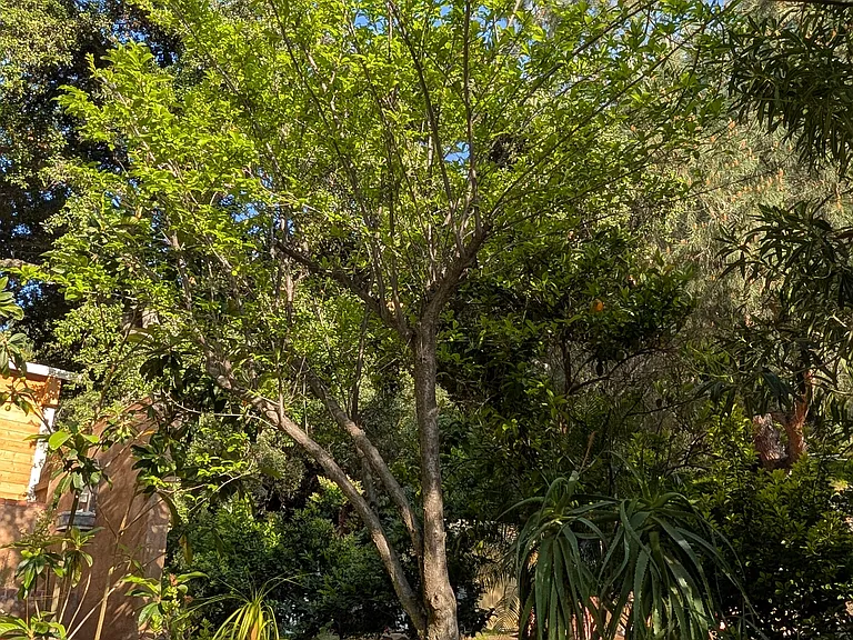 Santa Rosa Plum tree