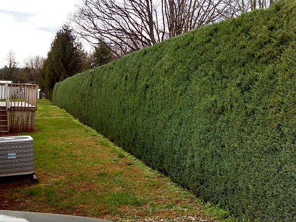 Private Back deck with hedge