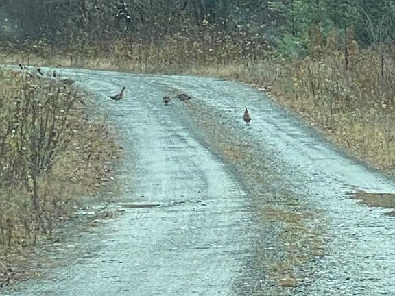 5th image of Project576 Benedicta TWP