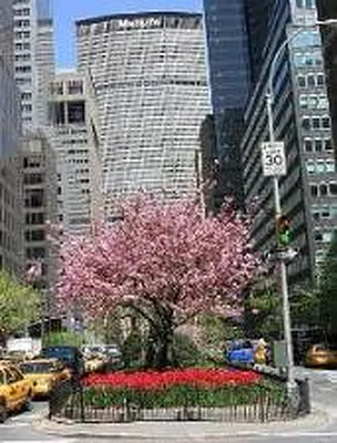 Rented by Corcoran | media 28