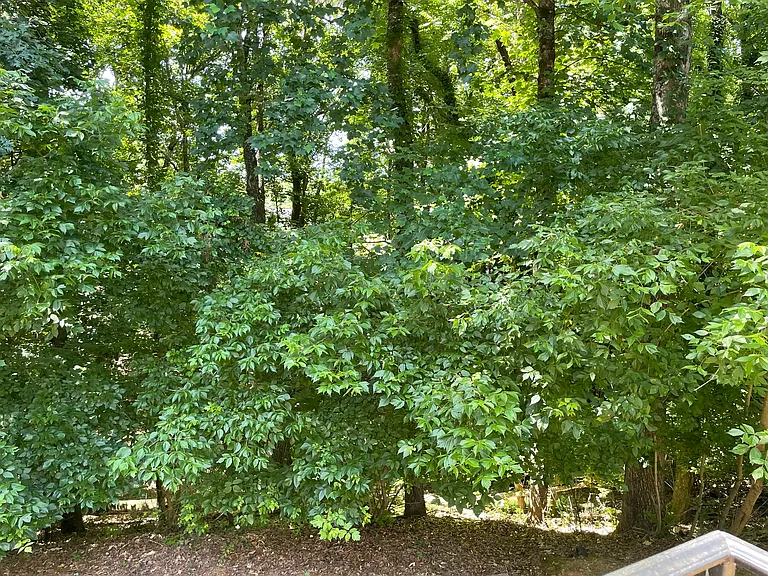 Private wooded backyard view.