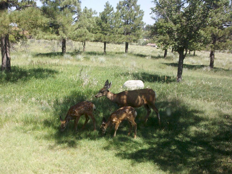Fawns love my quiet property