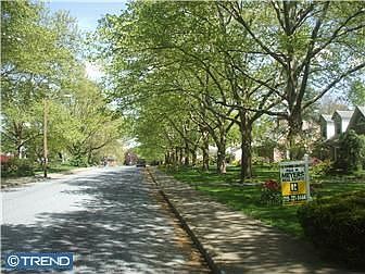 Sycamore Tree Lined Street