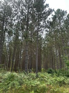 Lee Rd Lot 2, Tomahawk, WI, 54487