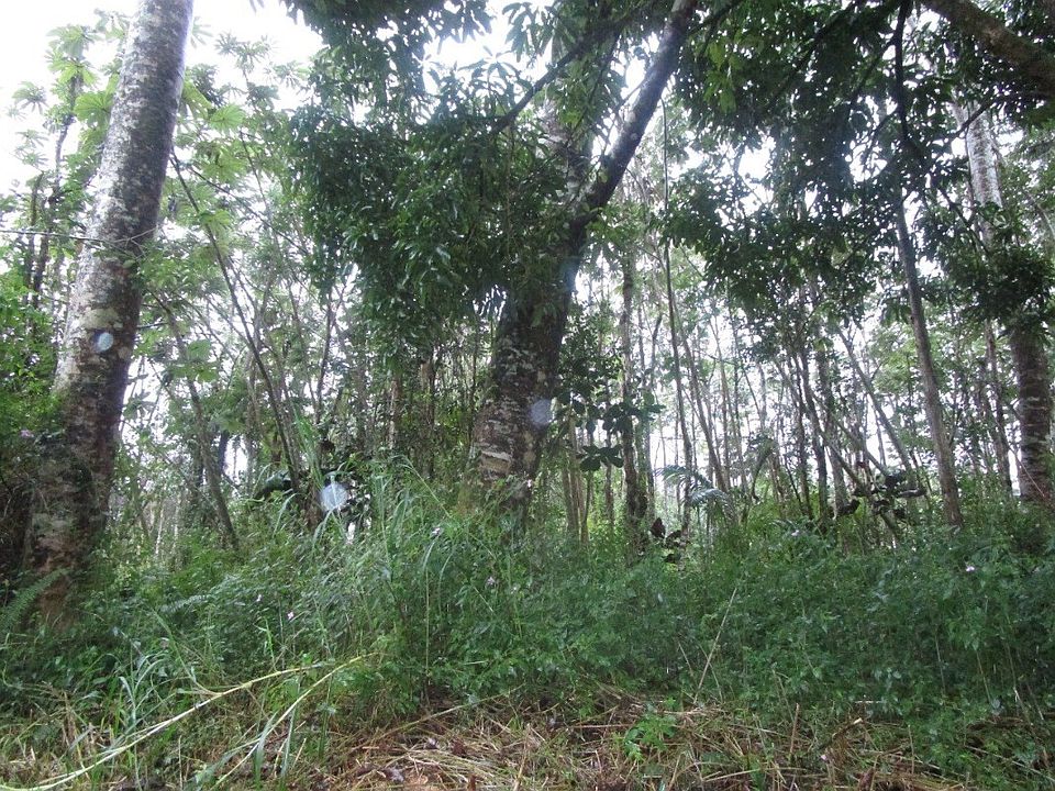 1st image of Nanawale Blvd Lot 553
