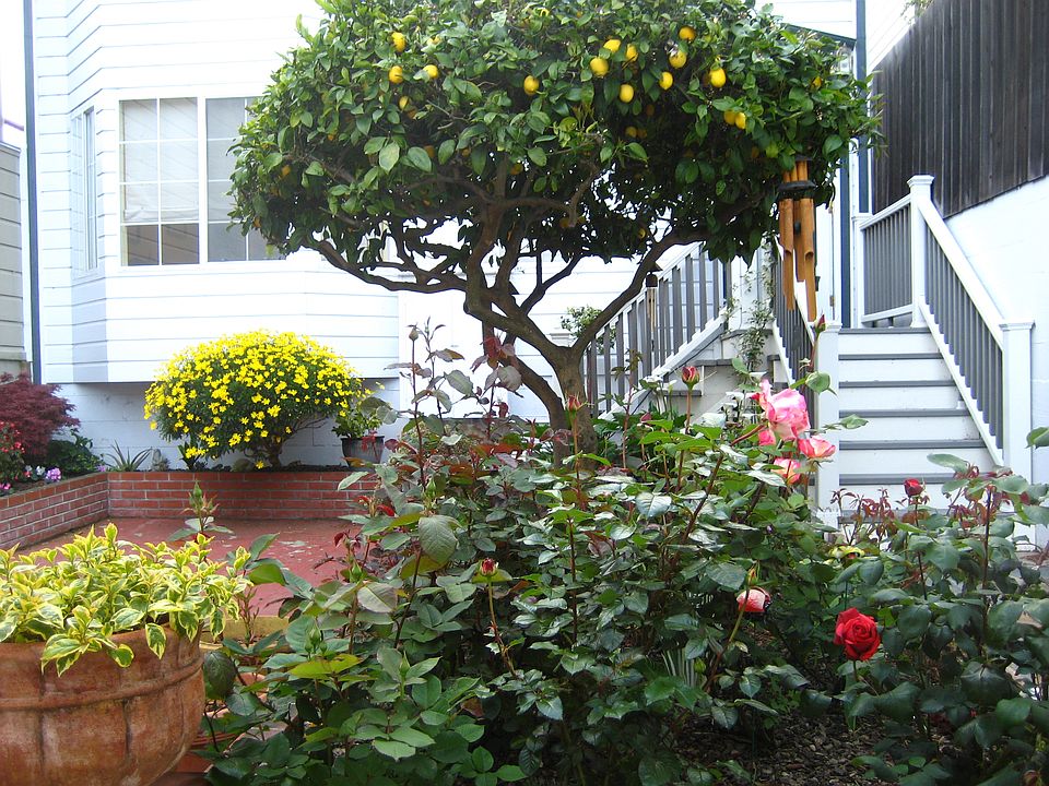 Court Yard with lemon tree