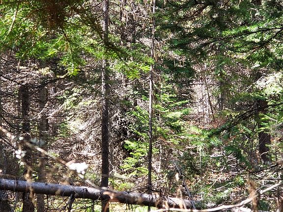 3rd image of TRACT 4 Nine Mile Rd