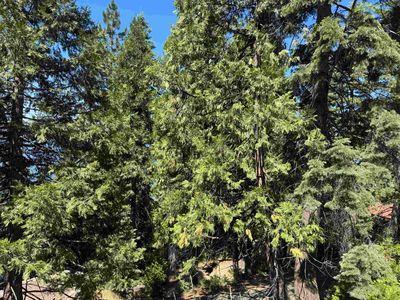 739 Lassen View Dr, Westwood, CA, 96137