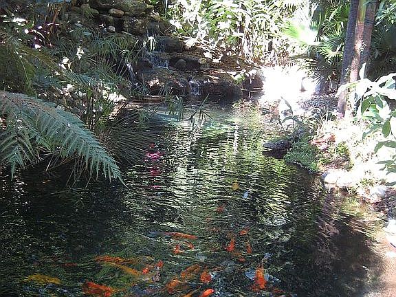 KOI POND & WATERFALL