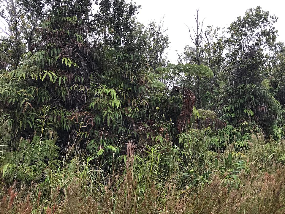 Nice forested lot