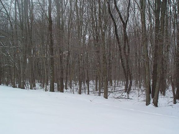 wooded back yard